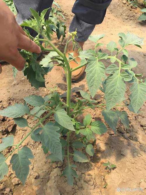 高产蕃茄的种植技术视频-图3