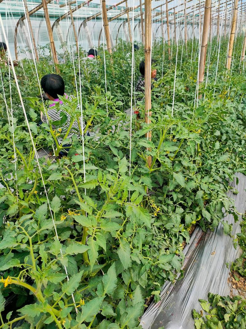 高产蕃茄的种植技术视频-图2