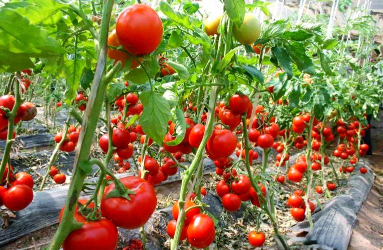 高产蕃茄的种植技术视频-图1