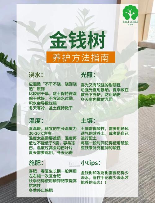 金钱树植物怎么养殖技术-图1