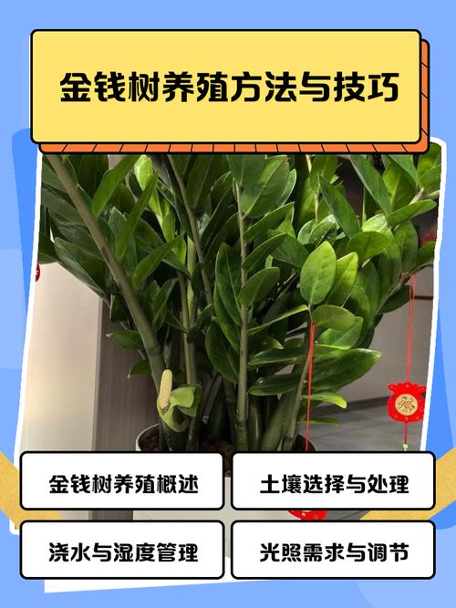 金钱树植物怎么养殖技术-图2