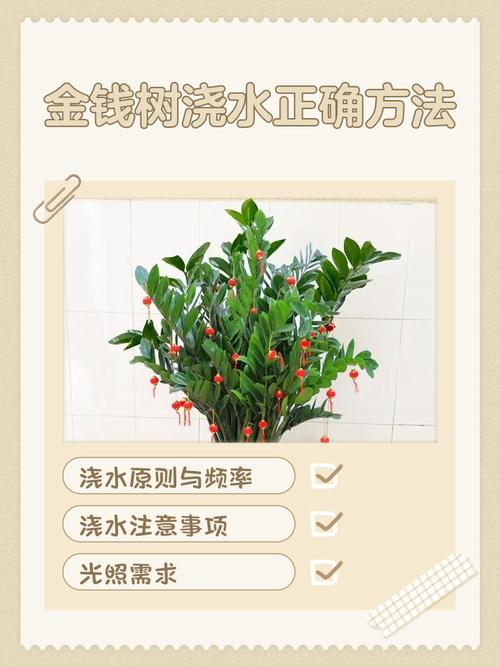 金钱树植物怎么养殖技术-图3