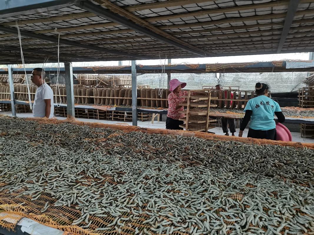 桑蚕养殖管理技术有哪些关键要点？-图3