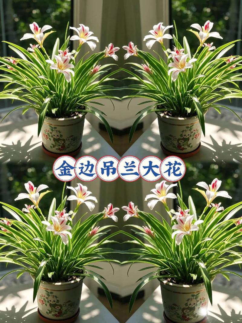 哪些兰花能挂起来养？-图2