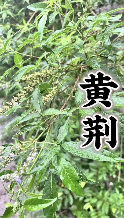 黄金子种植技术要点有哪些？-图1