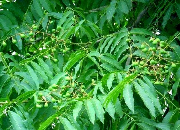 黄金子种植技术要点有哪些？-图2