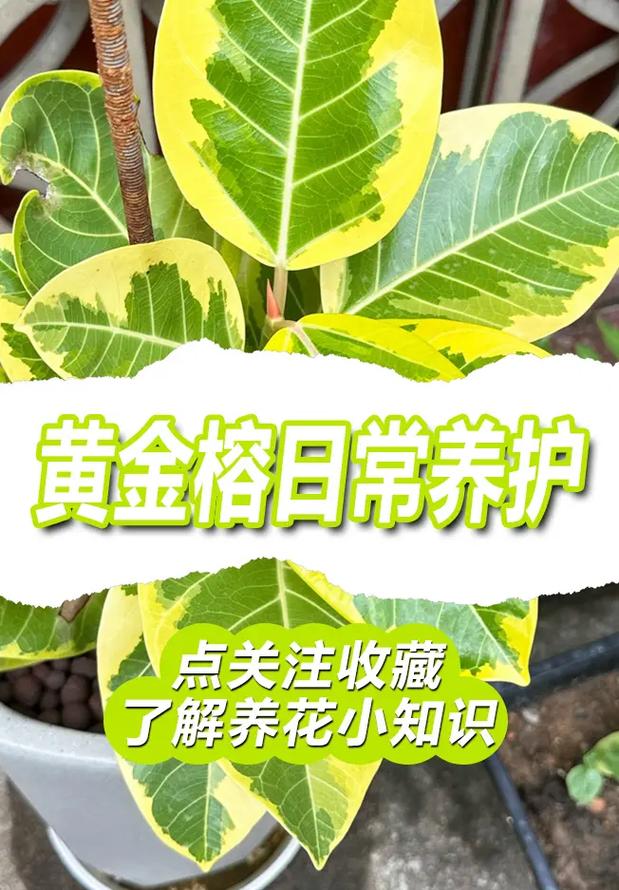 黄金子种植技术要点有哪些？-图3