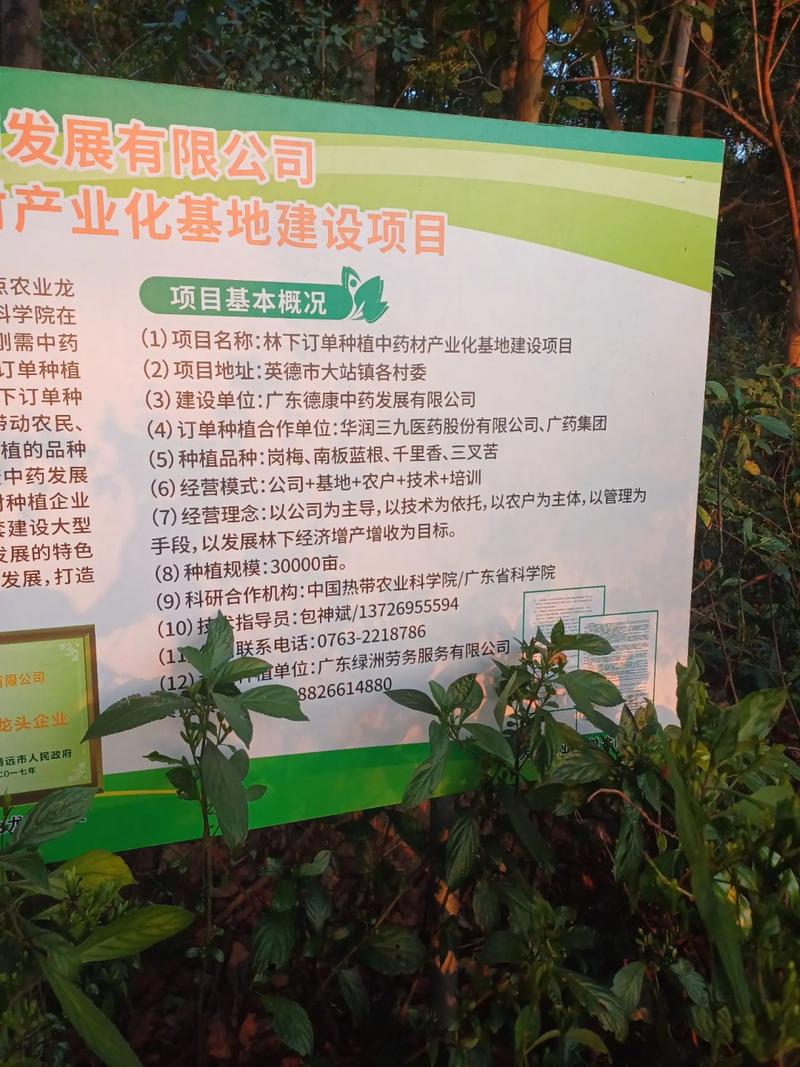 板蓝根种植视频教程，关键步骤有哪些？-图1