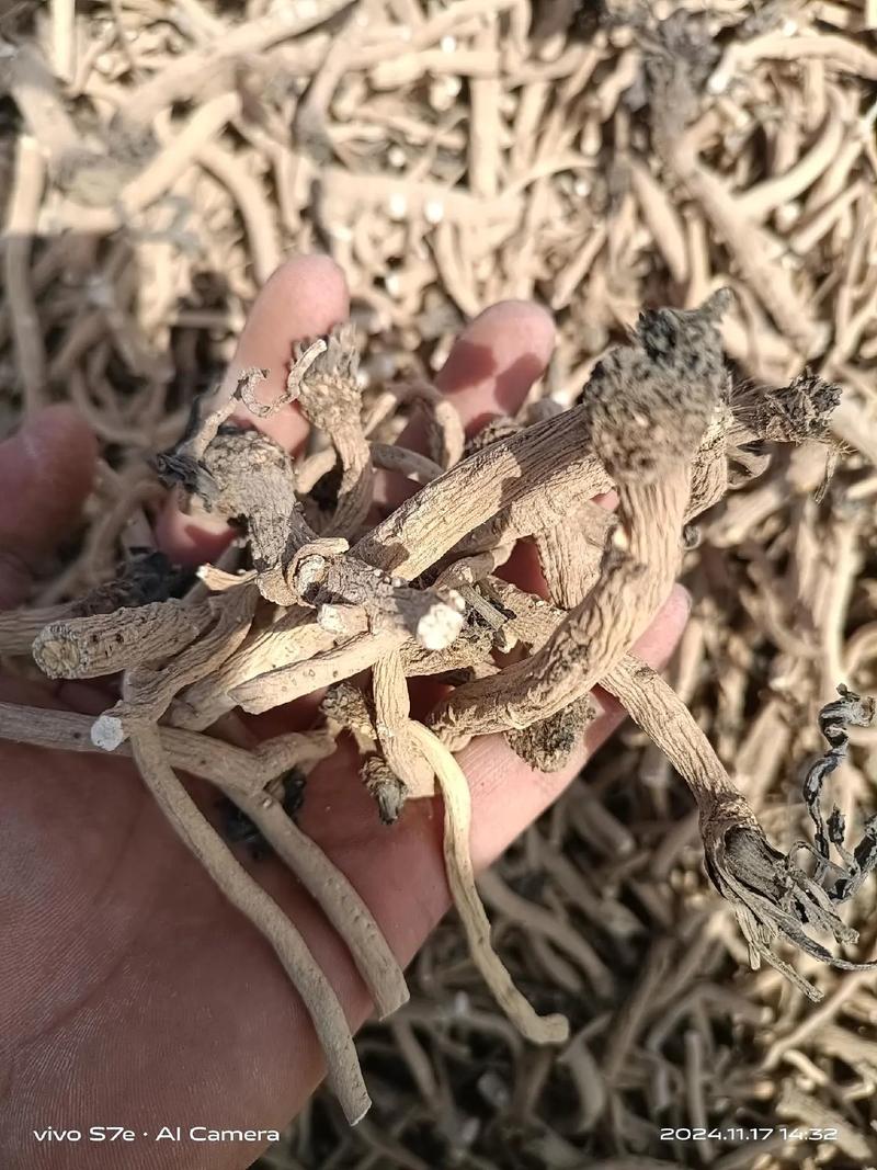 板蓝根种植视频教程，关键步骤有哪些？-图2