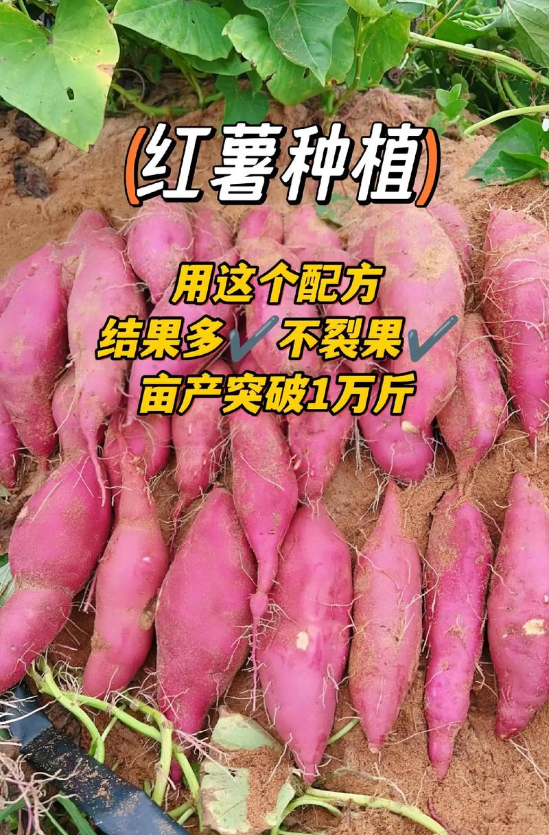 红薯啥时候种？怎么种才高产？-图2