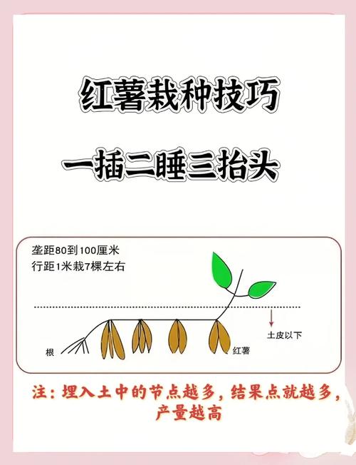 红薯啥时候种？怎么种才高产？-图1