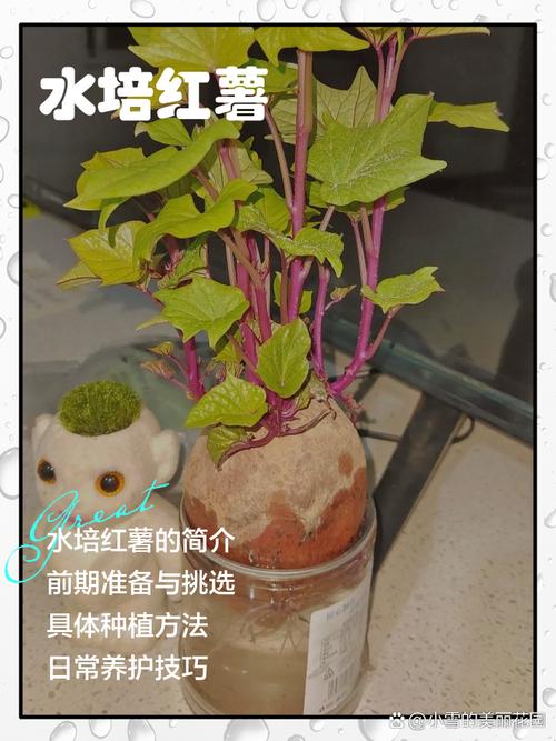 红薯啥时候种？怎么种才高产？-图3