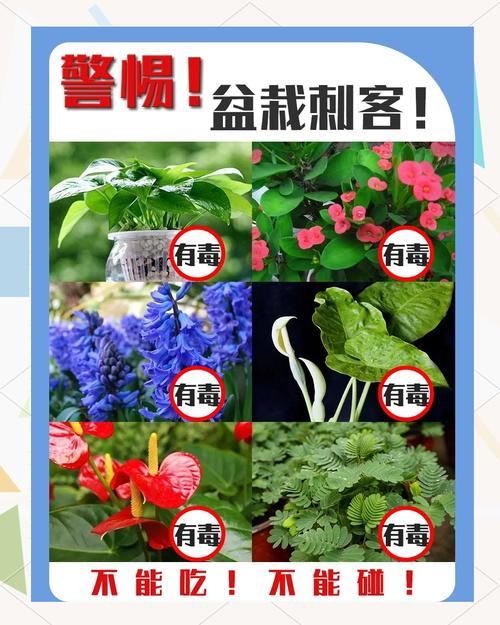 有毒花卉都有哪几个品种-图1
