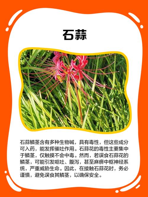 有毒花卉都有哪几个品种-图2