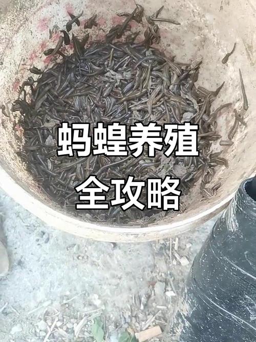 东北哪里能学到蝗虫养殖技术？-图2