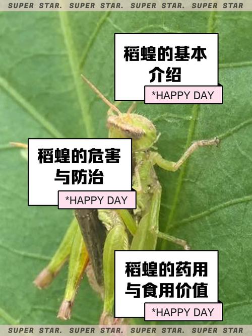 东北哪里能学到蝗虫养殖技术？-图3