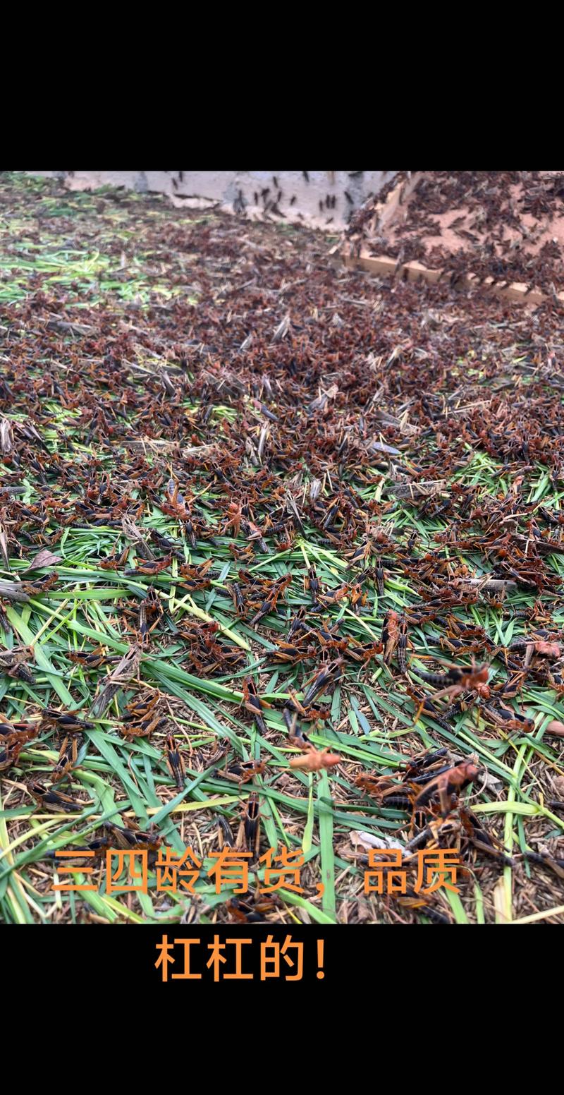 东北哪里能学到蝗虫养殖技术？-图1