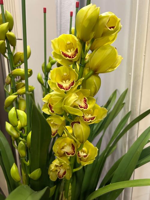 大花蕙兰哪个品种好？-图2