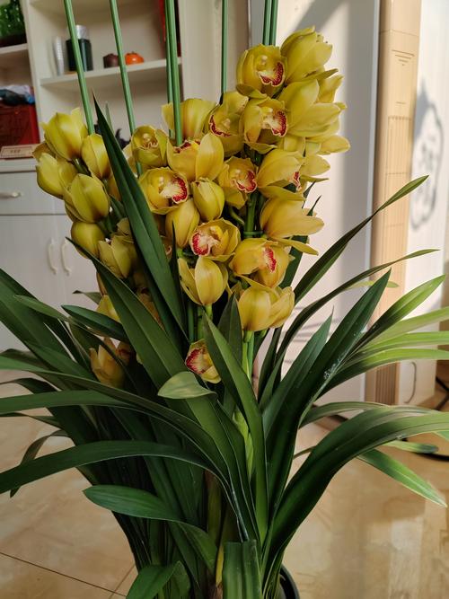 大花蕙兰哪个品种好？-图1