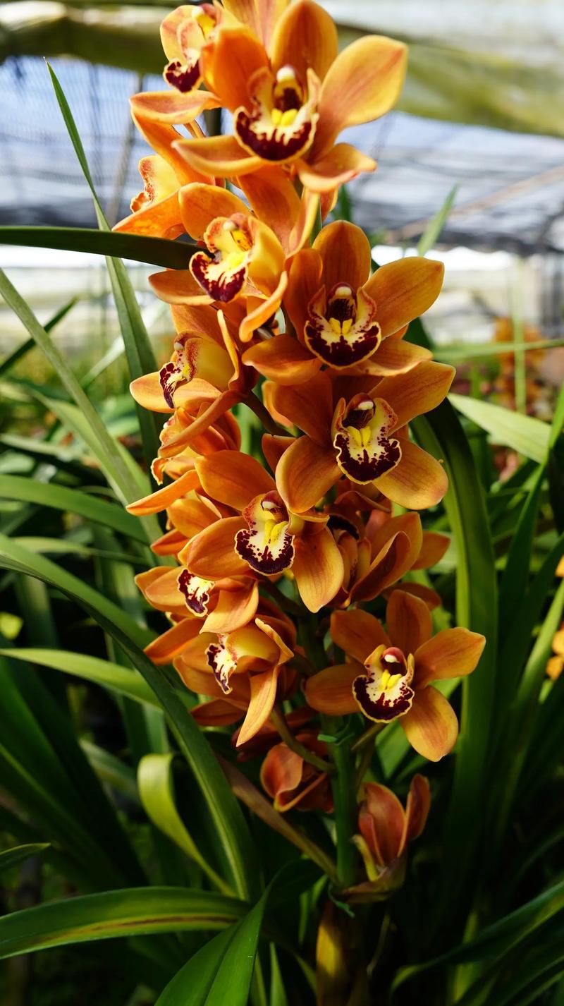 大花蕙兰哪个品种好？-图3