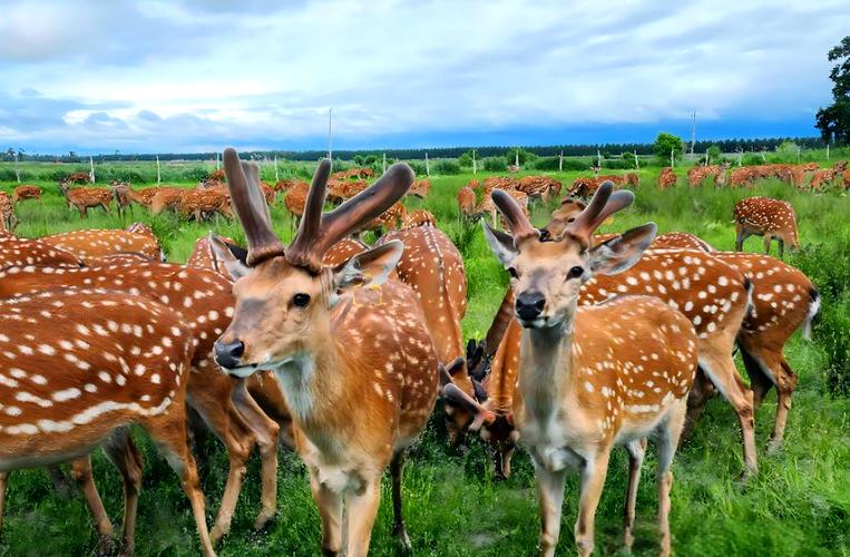 东北养的鹿都有哪些品种？-图1