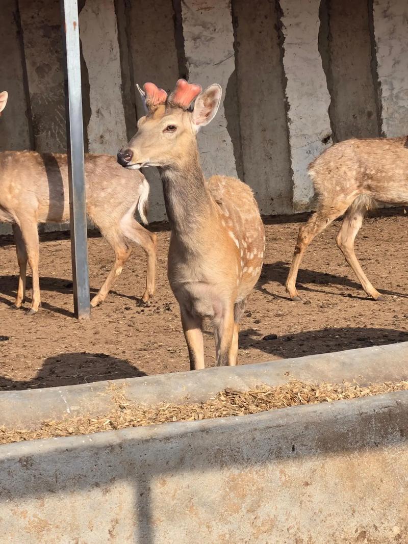 东北养的鹿都有哪些品种？-图2