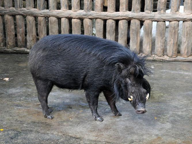 中国哪里的野猪品种最好？-图2