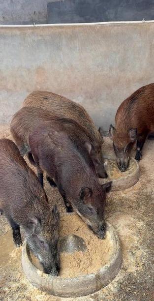 中国哪里的野猪品种最好？-图3