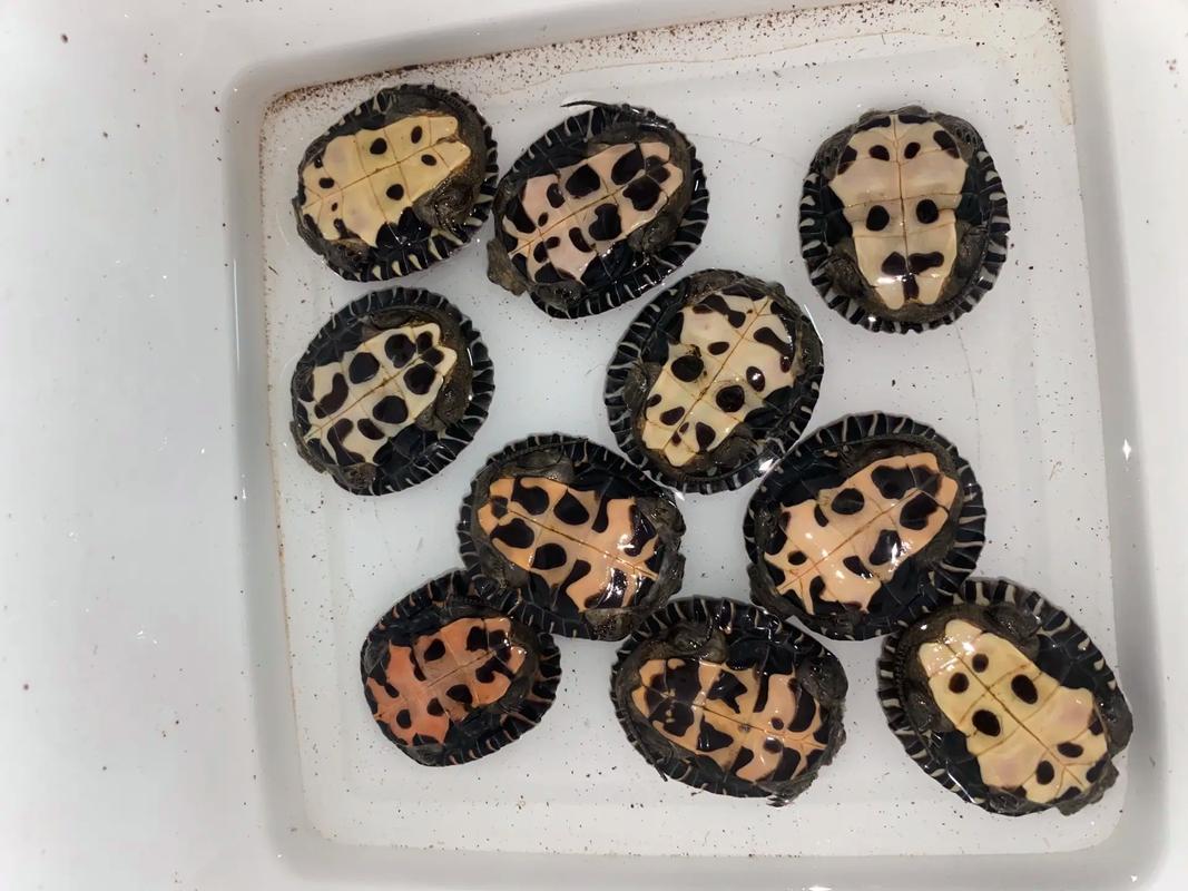 2025年黑颈龟苗价格会涨还是跌?-图1 2025年黑颈龟苗价格会涨还是跌?-图1