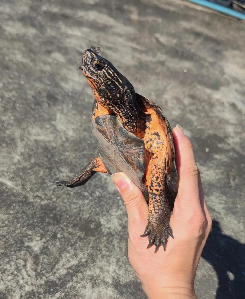 2025年黑颈龟苗价格会涨还是跌?-图2 2025年黑颈龟苗价格会涨还是跌?-图2