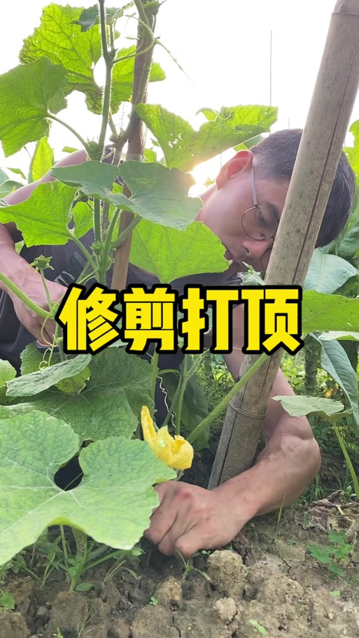 夏季种植吊冬瓜技术视频-图1