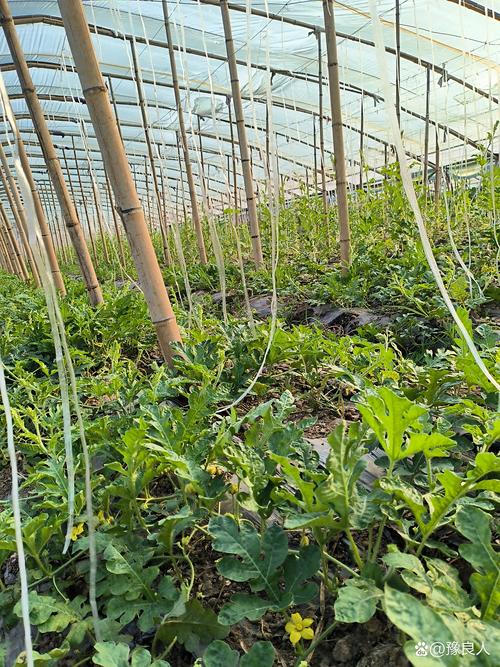 夏季种植吊冬瓜技术视频-图3