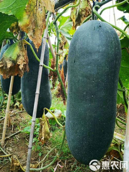 夏季种植吊冬瓜技术视频-图2