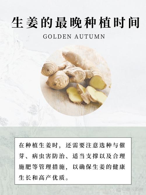 生姜何时种？技术要点有哪些？-图1