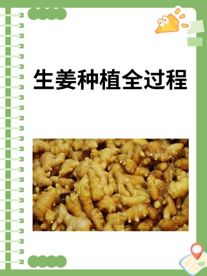 生姜何时种？技术要点有哪些？-图2