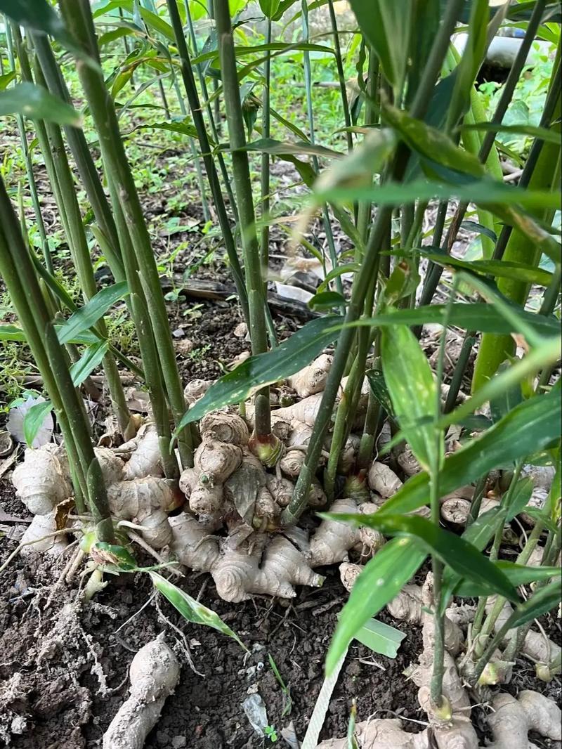 生姜何时种？技术要点有哪些？-图3