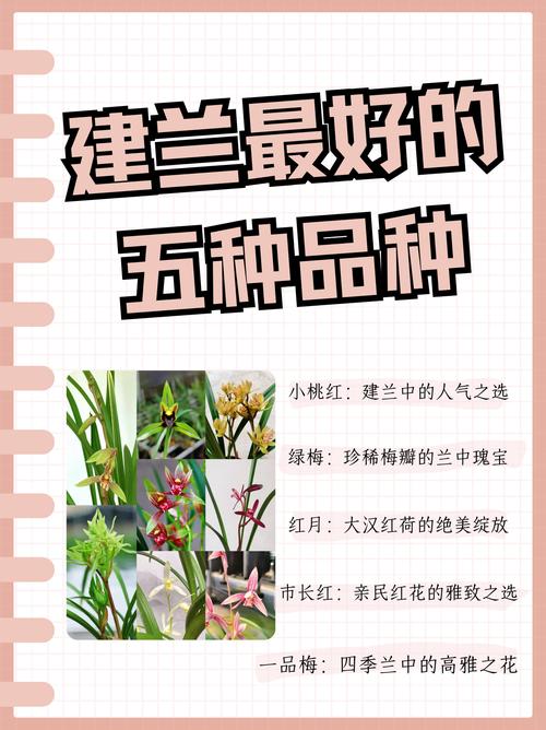 兰花品种究竟有多少种?-图2 兰花品种究竟有多少种?-图2