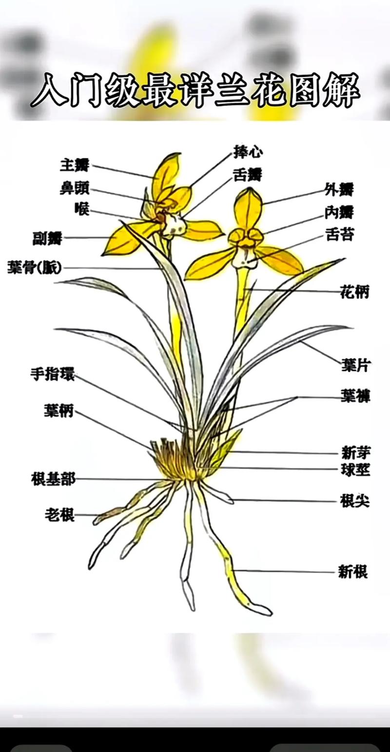 兰花品种究竟有多少种?-图3 兰花品种究竟有多少种?-图3