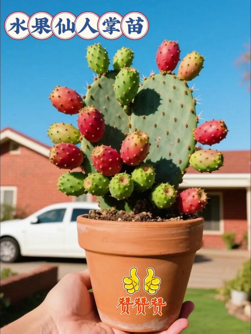 什么仙人掌品种结果多？-图3