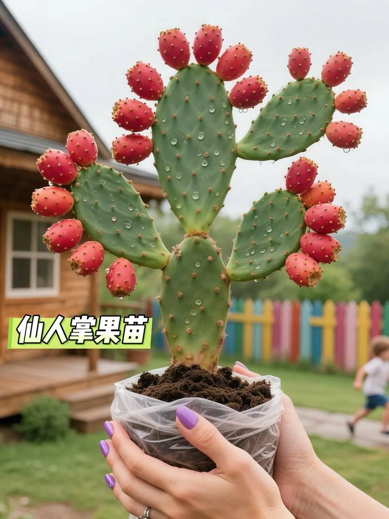 什么仙人掌品种结果多？-图1