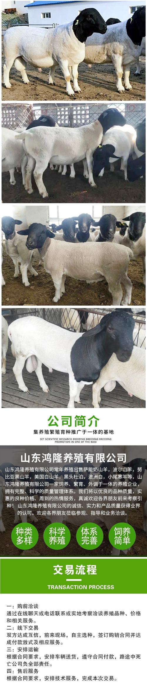 杜泊羊与本地羊如何高效杂交？-图1