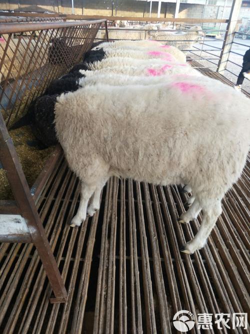 杜泊羊与本地羊如何高效杂交？-图2