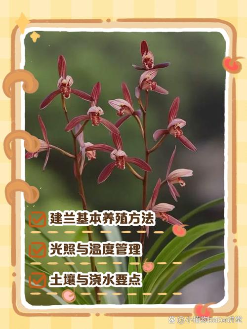 CCTV7兰花养殖技术有哪些关键要点?-图1 CCTV7兰花养殖技术有哪些关键要点?-图1