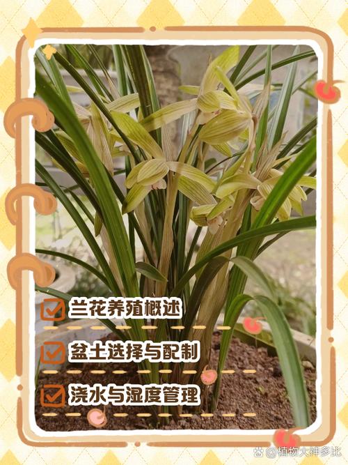 CCTV7兰花养殖技术有哪些关键要点?-图2 CCTV7兰花养殖技术有哪些关键要点?-图2