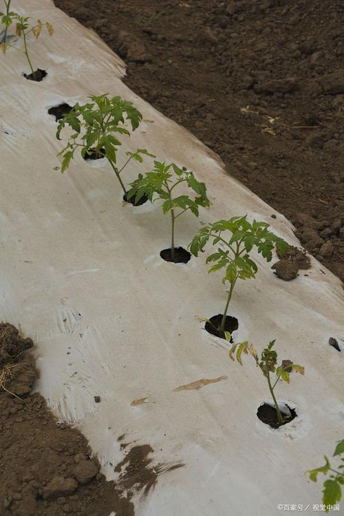 冬春西红柿育苗，关键技术有哪些？-图1