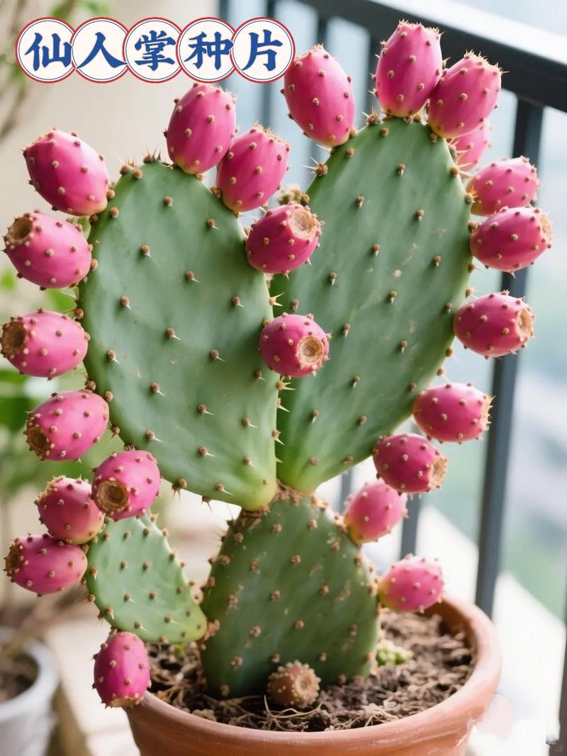 哪种仙人掌能解毒？-图3