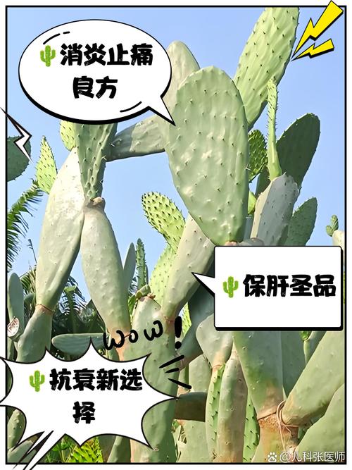 哪种仙人掌能解毒？-图1