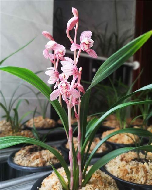 玉兰花怎么养才好？-图2