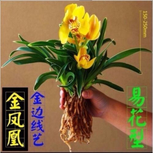 玉兰花怎么养才好？-图1