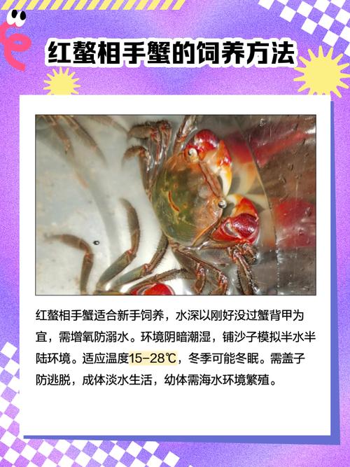 水塘养殖螃蟹技术与方法-图3 水塘养殖螃蟹技术与方法-图3